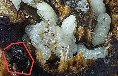 Anisandrus dispar